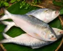 রয়্যাল পদ্মার ইলিশ || Royal Padma Hilsa [100% Original & Imported from Bangladesh]