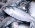 পদ্মার ইলিশ || Fresh Padma Ilish