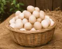 দেশি মুরগির ডিম || Desi Chicken Eggs