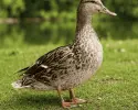 দেশি হাঁসের মাংস || Duck Meat