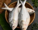 প্রিমিয়াম পদ্মার ইলিশ || Premium Padma Ilish
