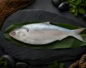 ডায়মন্ড হারবার / রায়দিঘীর কাঁচা ইলিশ || Raw Hilsa from Diamond Harbour / Raidighi