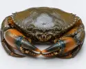 সুন্দরবনের মেয়ে কাঁকড়া || Sundarbans Female Mud Crab