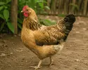 দেশি মুরগির মাংস || Desi chicken