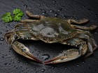 Crab