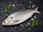 Ilish