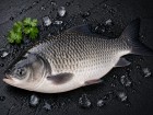 Katla Fish