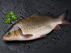 Koi Fish
