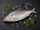 Padma Ilish
