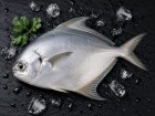 Pomfret Fish