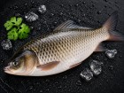 Rui Fish
