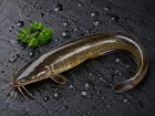 Singi Fish